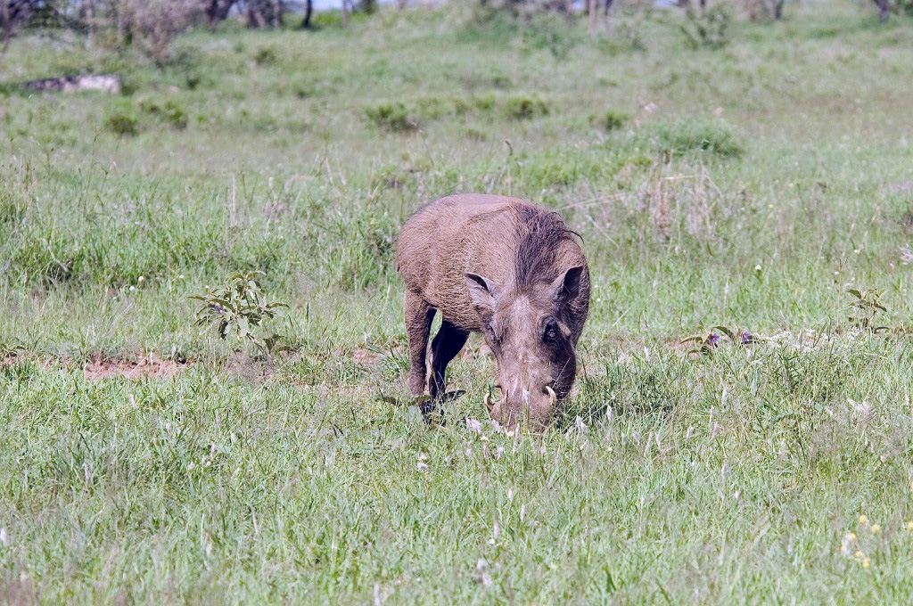 Serengeti Warthog01.jpg - Warthog (Phacochoerus aethiopicus), Tanzania March 2006